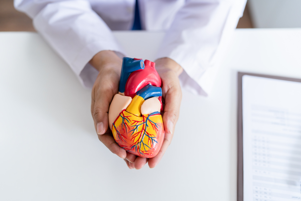 Doctor with anatomical model of human heart Cardiologist supports the heart. heart diagnose medical checkup cardiologist in examination room